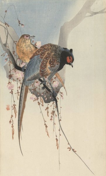 Main Product Photo of Pheasant couple and plum blossom  Painting by Ohara Koson