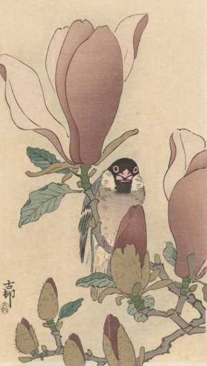 Sparrow on blooming magnolia branch by Ohara Koson Oil Painting