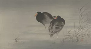 Two moorhens by Ohara Koson Oil Painting