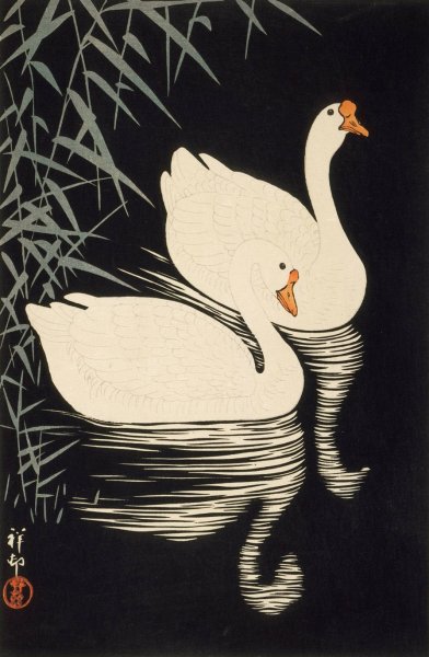 Main Product Photo of White Chinese Geese Swimming By Reeds  Painting by Ohara Koson