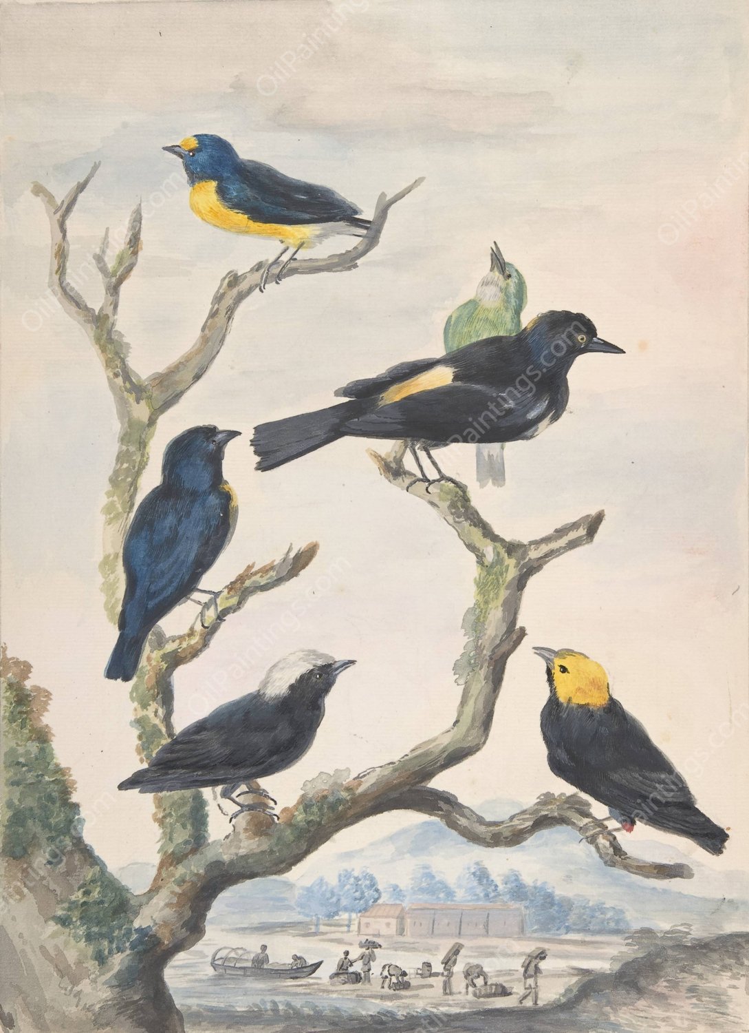 Six South American Birds  by Abraham Meertens - Hand-Painted Oil Painting Reproduction