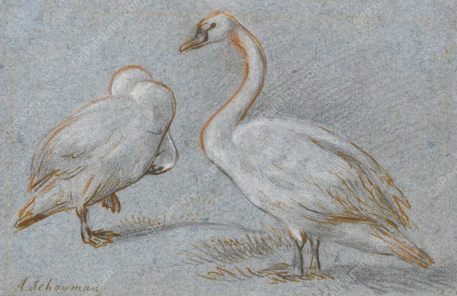 A Pair Of Standing Swans, One Preening by Aert Schouman - Hand-Painted Oil Painting Reproduction