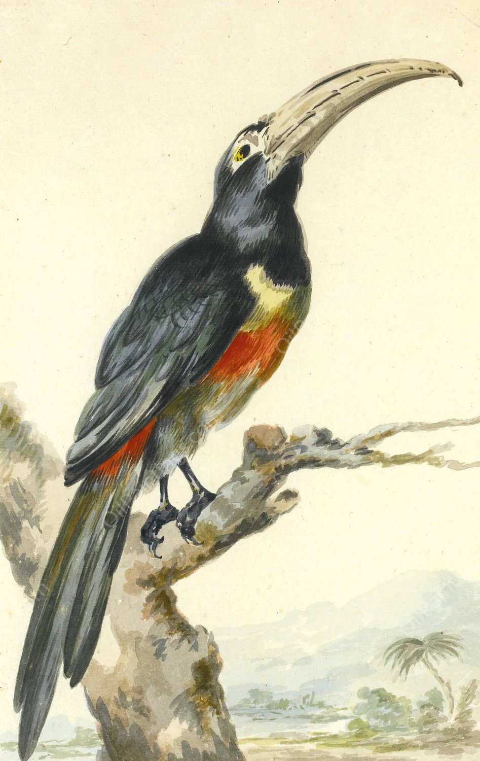 A Toucan  by Aert Schouman - Hand-Painted Oil Painting Reproduction