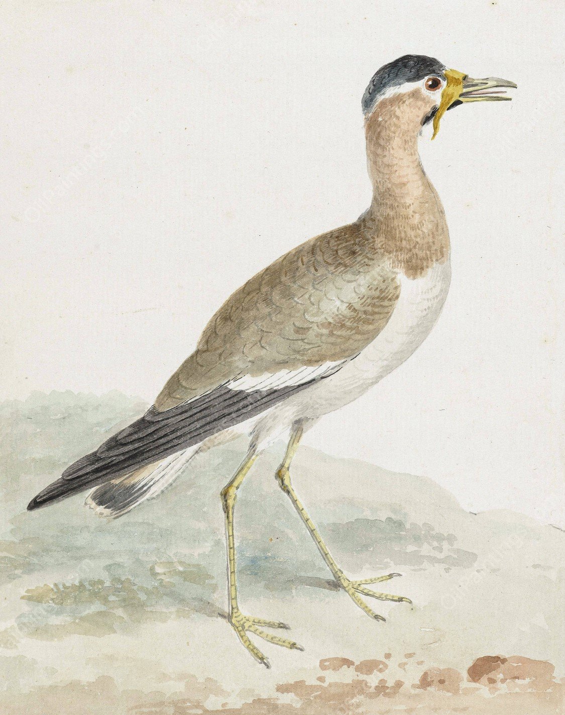 A Yellow-wattled Lapwing  by Aert Schouman - Hand-Painted Oil Painting Reproduction