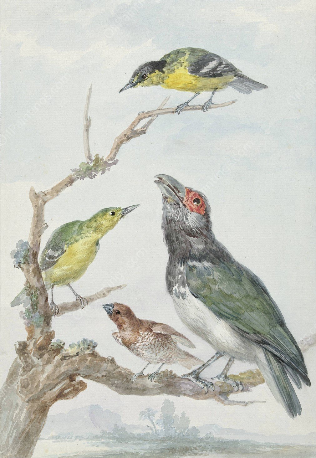 Four Different Birds on a Branch  by Aert Schouman - Hand-Painted Oil Painting Reproduction