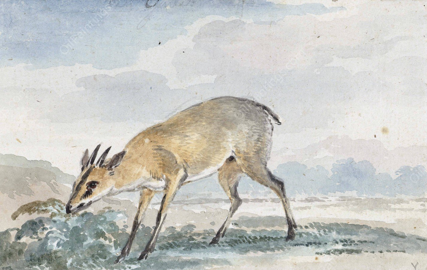 Guinees Jufferbokje of Sylvicapra Grimmia  by Aert Schouman - Hand-Painted Oil Painting Reproduction