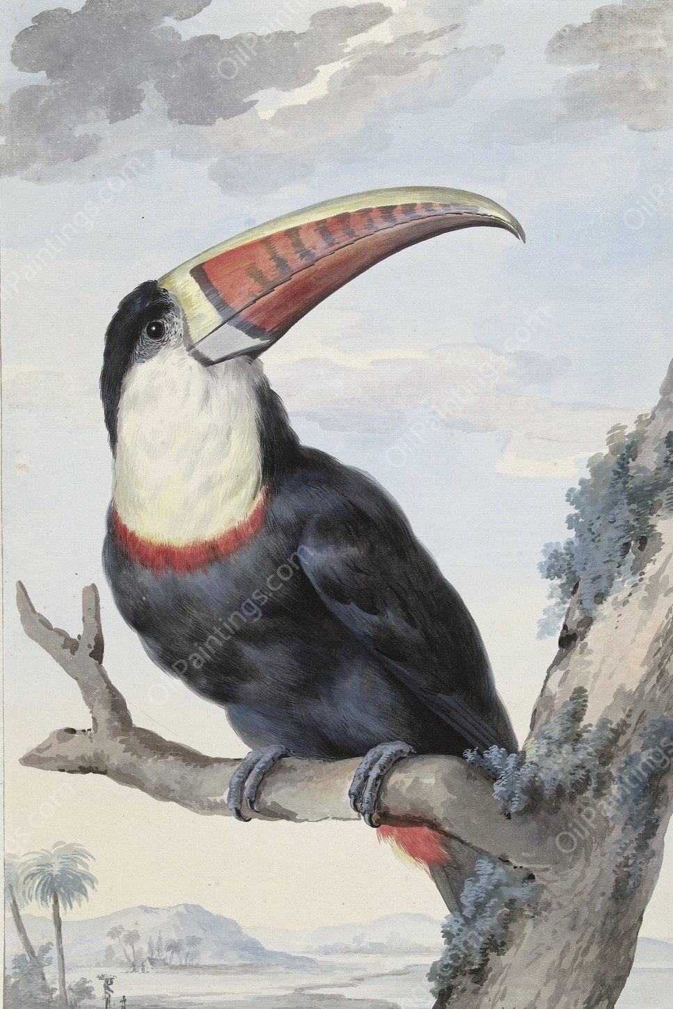 Red-billed Toucan  by Aert Schouman - Hand-Painted Oil Painting Reproduction