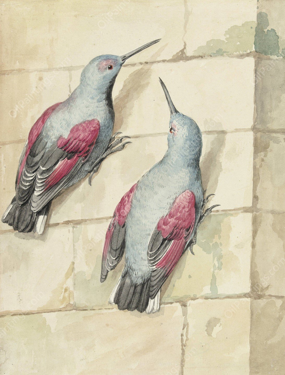 Twee rotskruipers, blauw en paars, op een muur  by Aert Schouman - Hand-Painted Oil Painting Reproduction