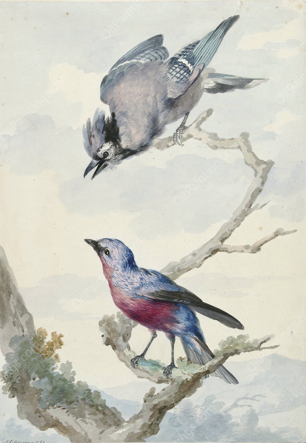 Twee vogels; een blauwe gaai en een purperborstcotinga  by Aert Schouman - Hand-Painted Oil Painting Reproduction
