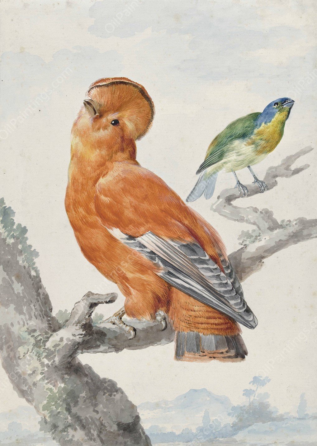 Two Exotic Birds  by Aert Schouman - Hand-Painted Oil Painting Reproduction