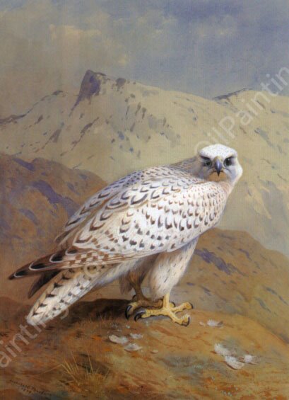 A Greenland, or Gyr Falcon by Archibald Thorburn - Hand-Painted Oil Painting Reproduction