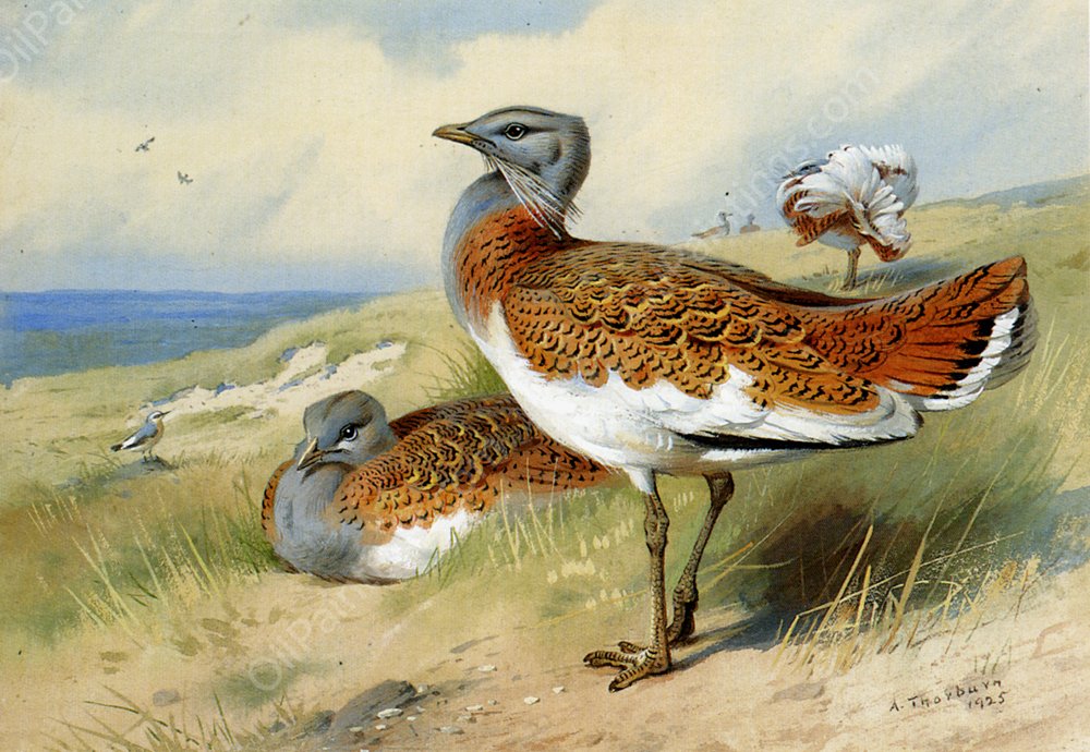 Great Bustards by Archibald Thorburn - Hand-Painted Oil Painting Reproduction