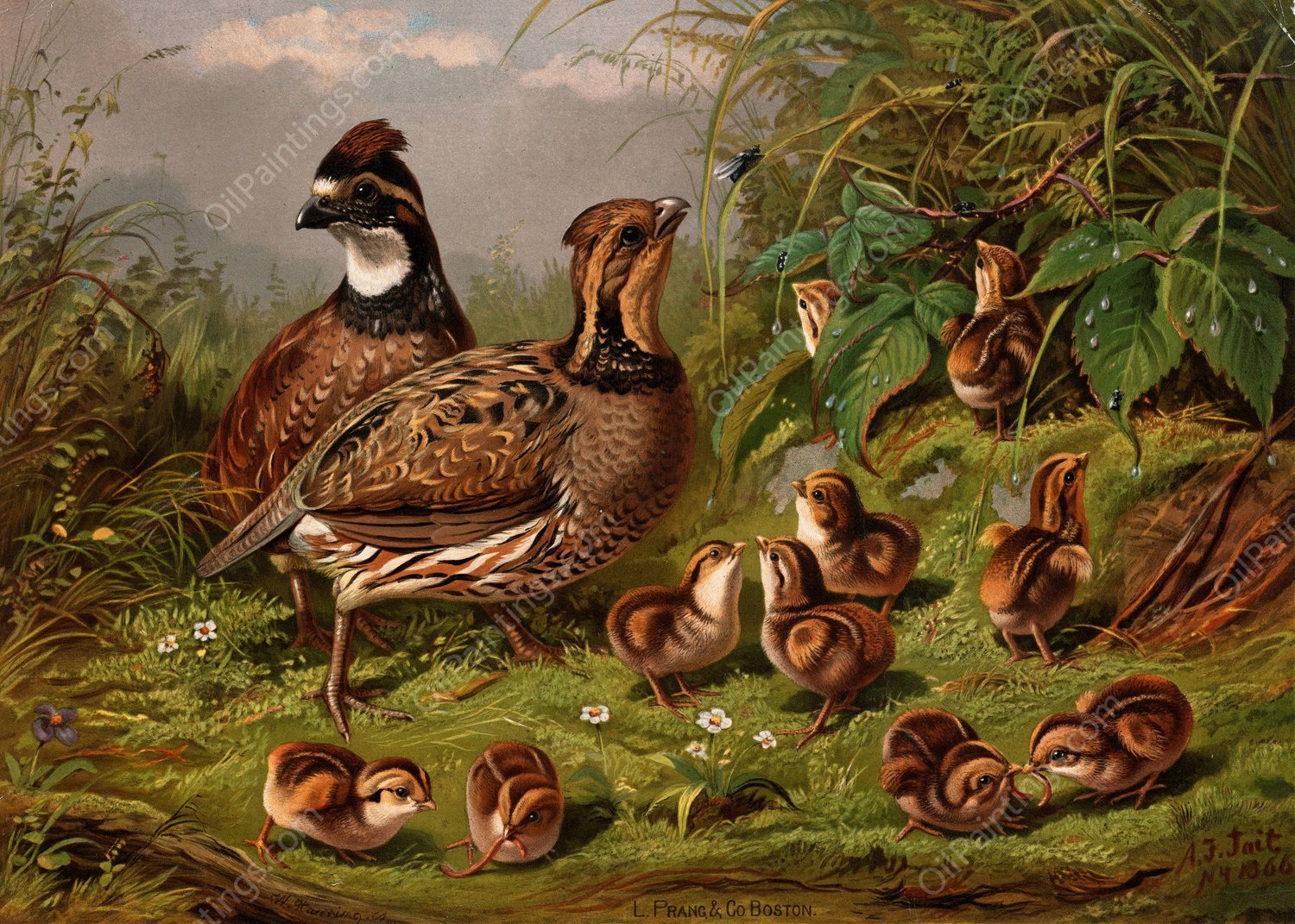 Quail  by Arthur Fitzwilliam Tait - Hand-Painted Oil Painting Reproduction