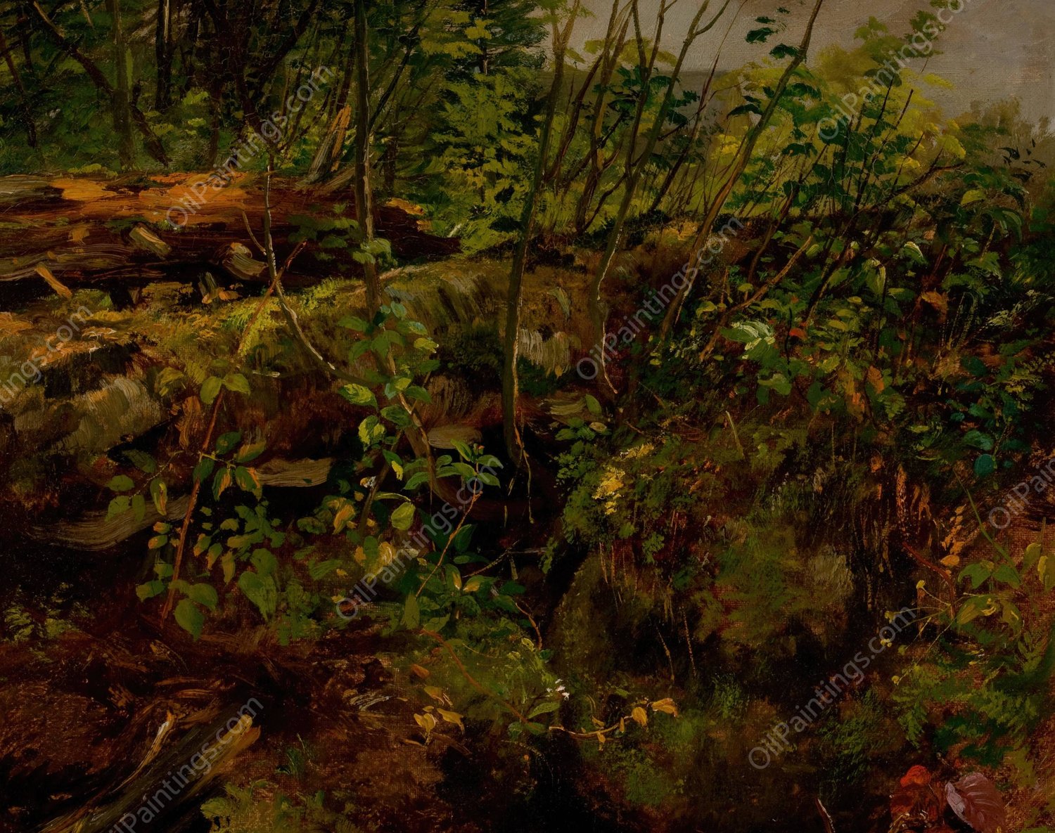 Study from Nature  by Arthur Fitzwilliam Tait - Hand-Painted Oil Painting Reproduction