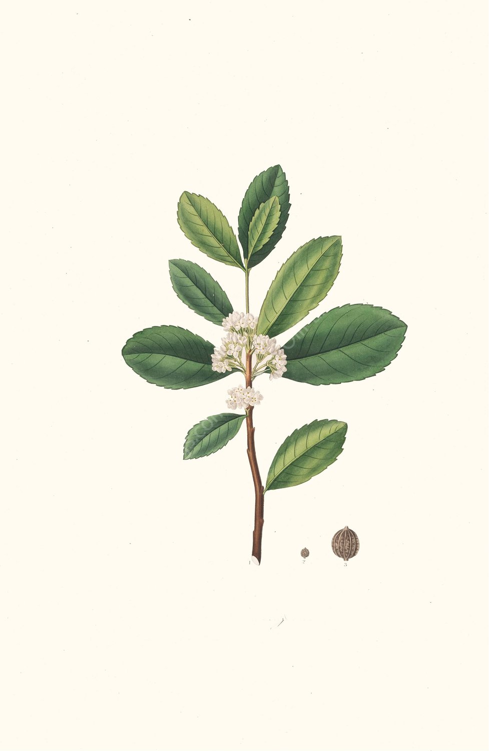 Ilex Paraguensis  by Aylmer Bourke Lambert - Hand-Painted Oil Painting Reproduction