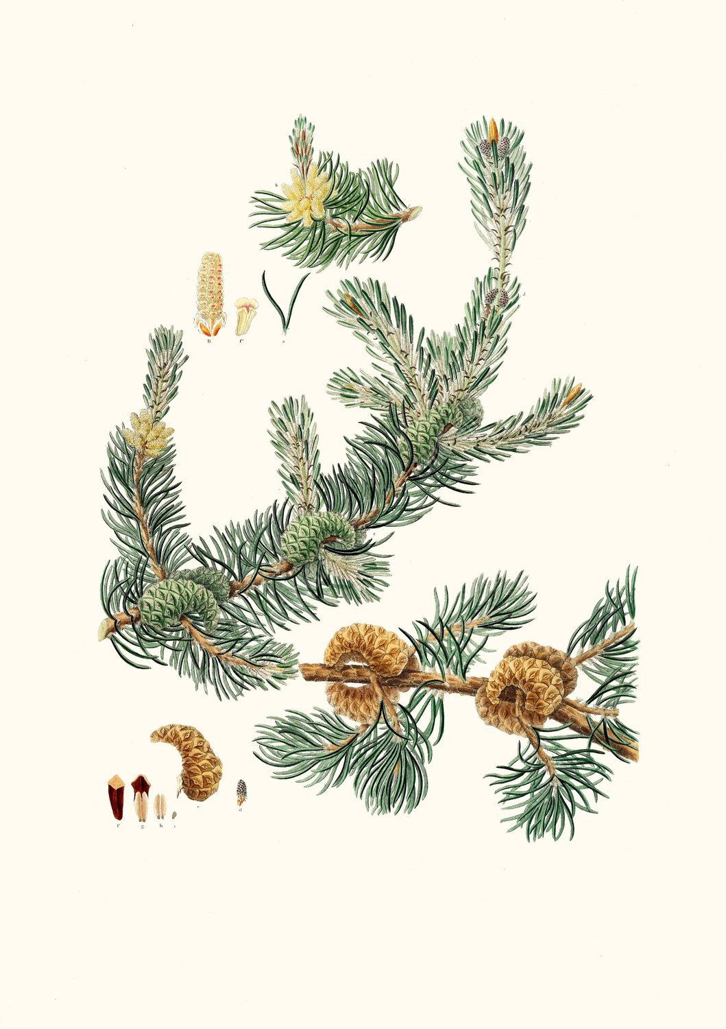 Pinus banksiana - Labrador pine  by Aylmer Bourke Lambert - Hand-Painted Oil Painting Reproduction