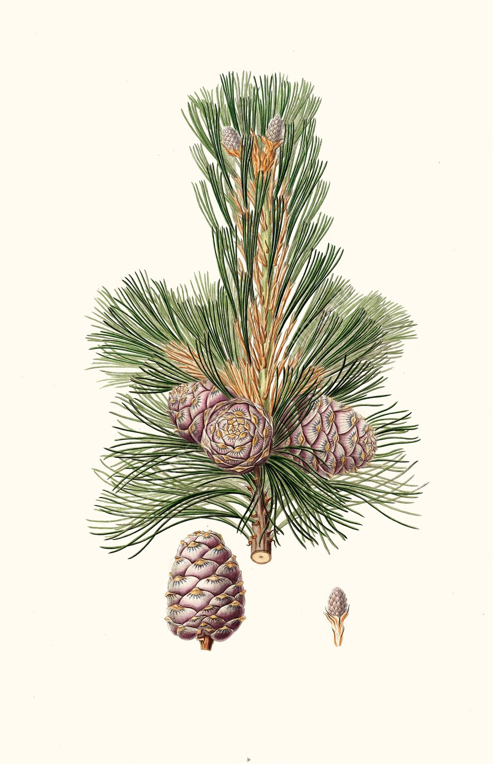 Pinus cembra - Siberian stone pine by Aylmer Bourke Lambert - Hand-Painted Oil Painting Reproduction