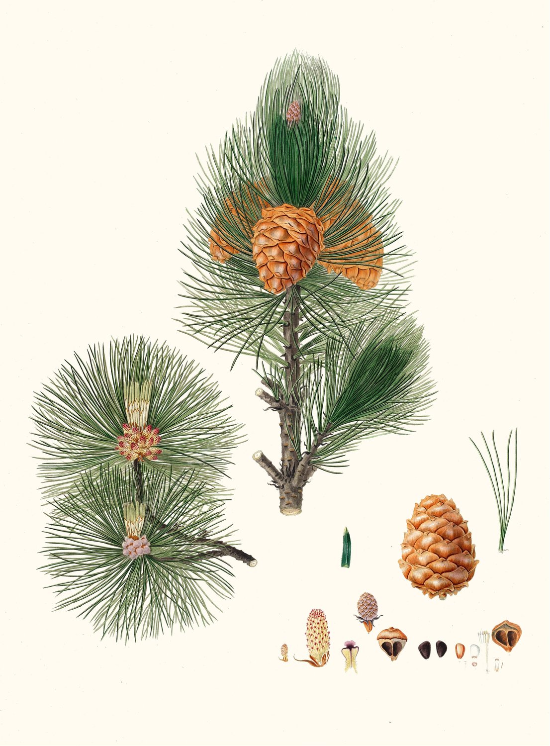Pinus cembra - Siberian stone pine  by Aylmer Bourke Lambert - Hand-Painted Oil Painting Reproduction