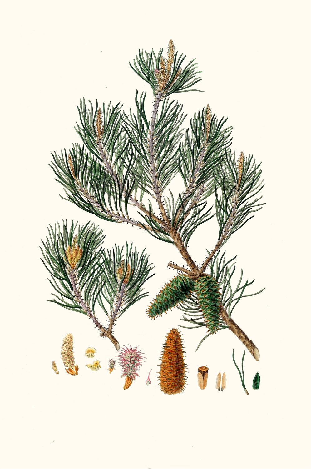 Pinus inops - Jersey pine  by Aylmer Bourke Lambert - Hand-Painted Oil Painting Reproduction