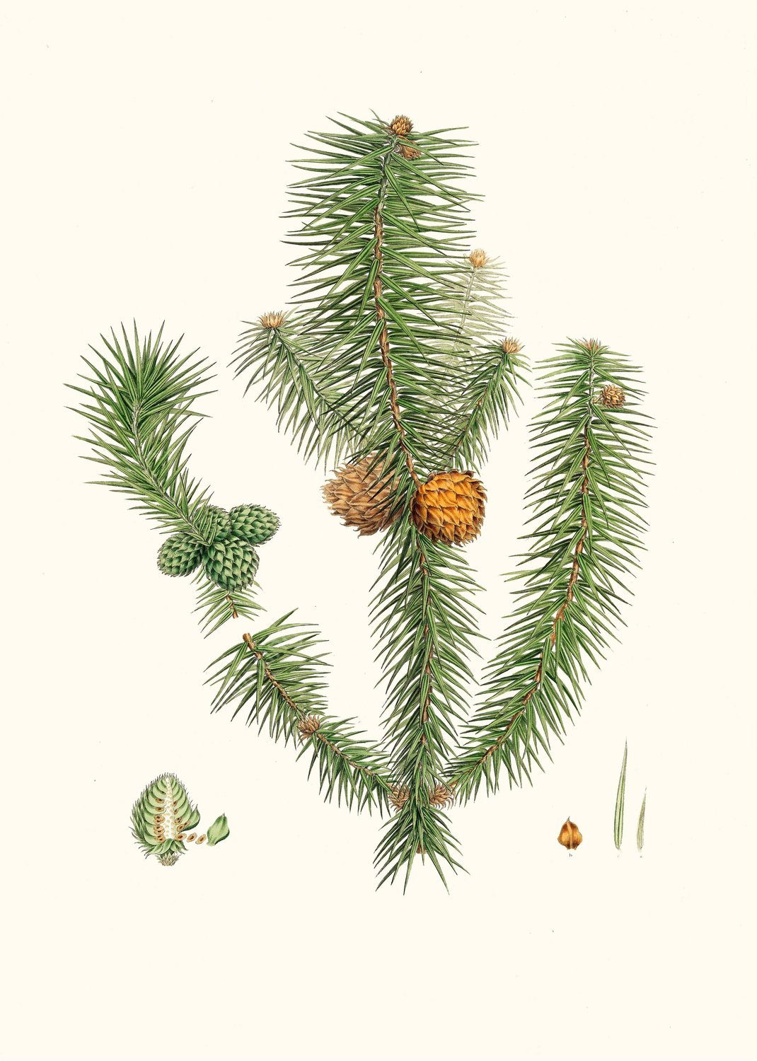 Pinus lanccolata - Broad-leaved fir  by Aylmer Bourke Lambert - Hand-Painted Oil Painting Reproduction