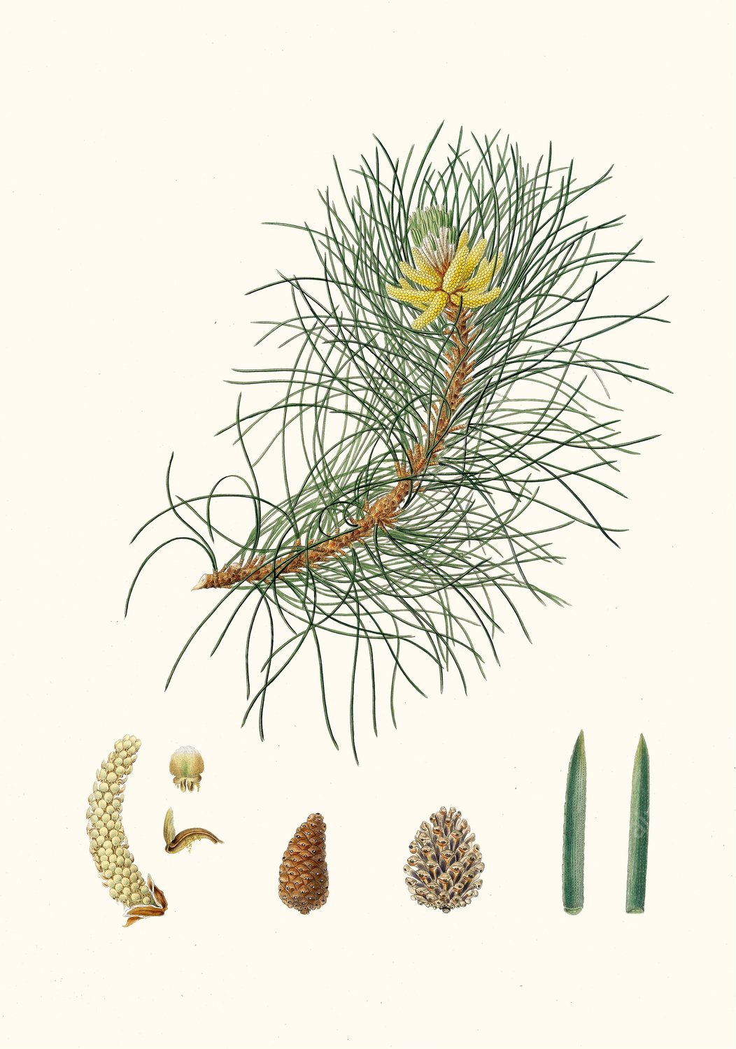 Pinus laricio - Corsican pine  by Aylmer Bourke Lambert - Hand-Painted Oil Painting Reproduction