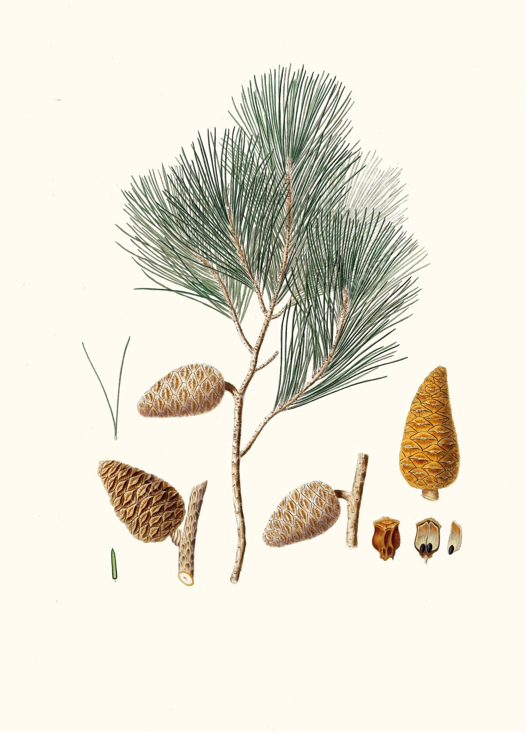 Pinus maritima - Maritime pine  by Aylmer Bourke Lambert - Hand-Painted Oil Painting Reproduction