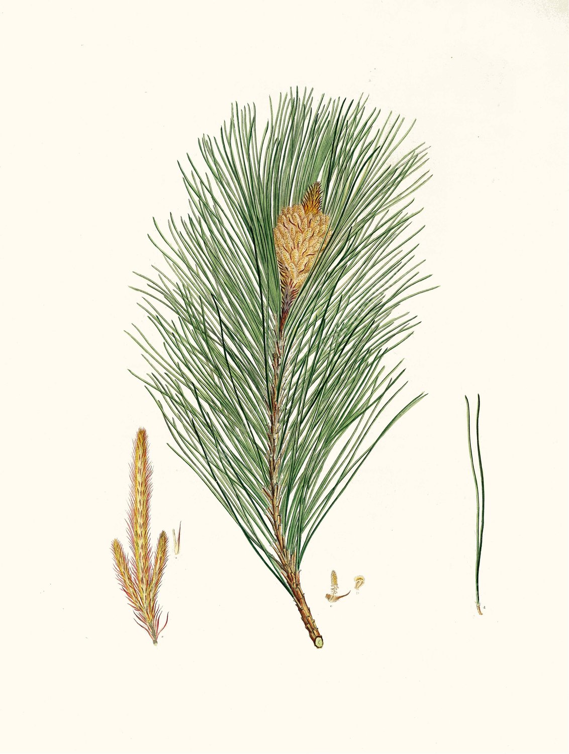 Pinus massoniana - Indian pine  by Aylmer Bourke Lambert - Hand-Painted Oil Painting Reproduction