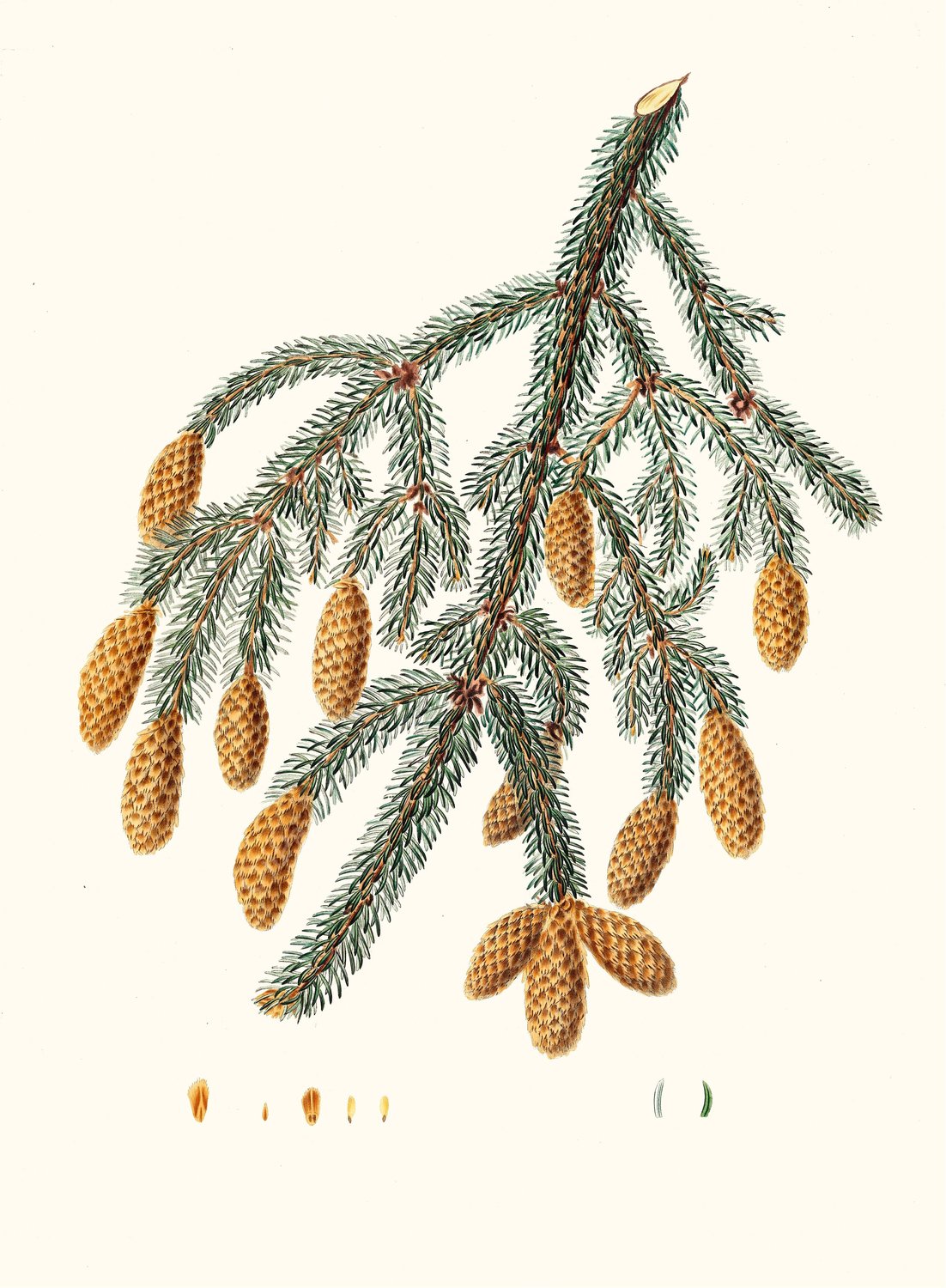 Pinus Menziesii - Warted-branched fir  by Aylmer Bourke Lambert - Hand-Painted Oil Painting Reproduction