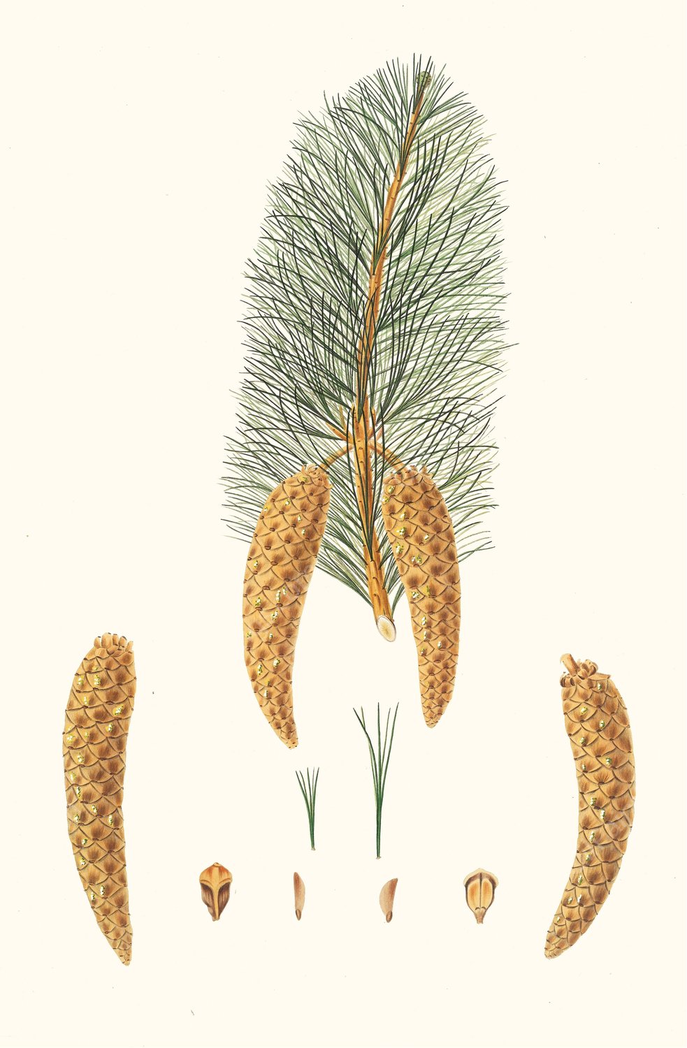 Pinus monticola - Short-leaved Weymouth pine. (Western white pine) by Aylmer Bourke Lambert - Hand-Painted Oil Painting Reproduction