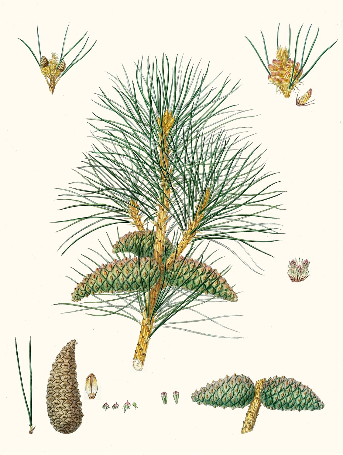 Pinus pallasiana - Tartarian pine by Aylmer Bourke Lambert - Hand-Painted Oil Painting Reproduction