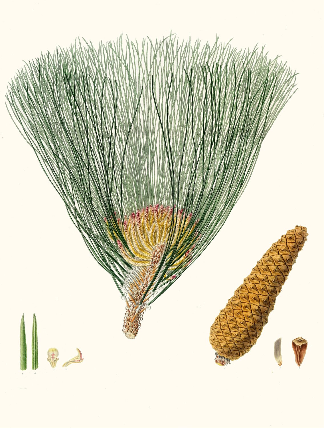 Pinus palustris - Swamp pine  by Aylmer Bourke Lambert - Hand-Painted Oil Painting Reproduction