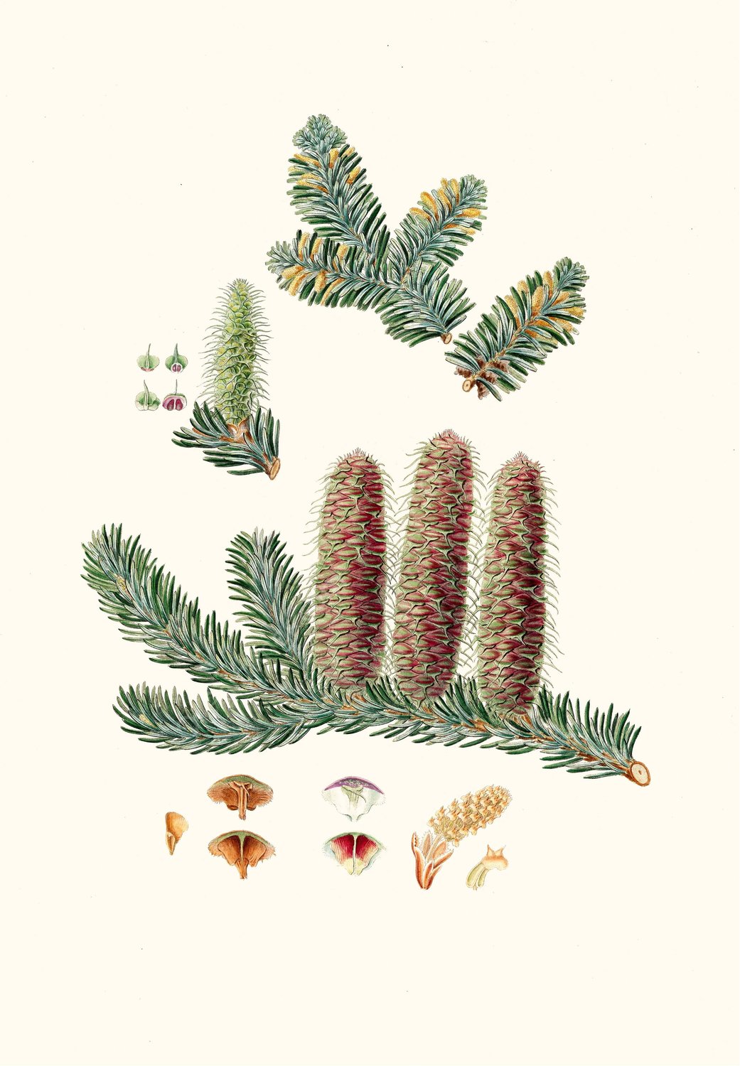 Pinus picea - Silver fir  by Aylmer Bourke Lambert - Hand-Painted Oil Painting Reproduction