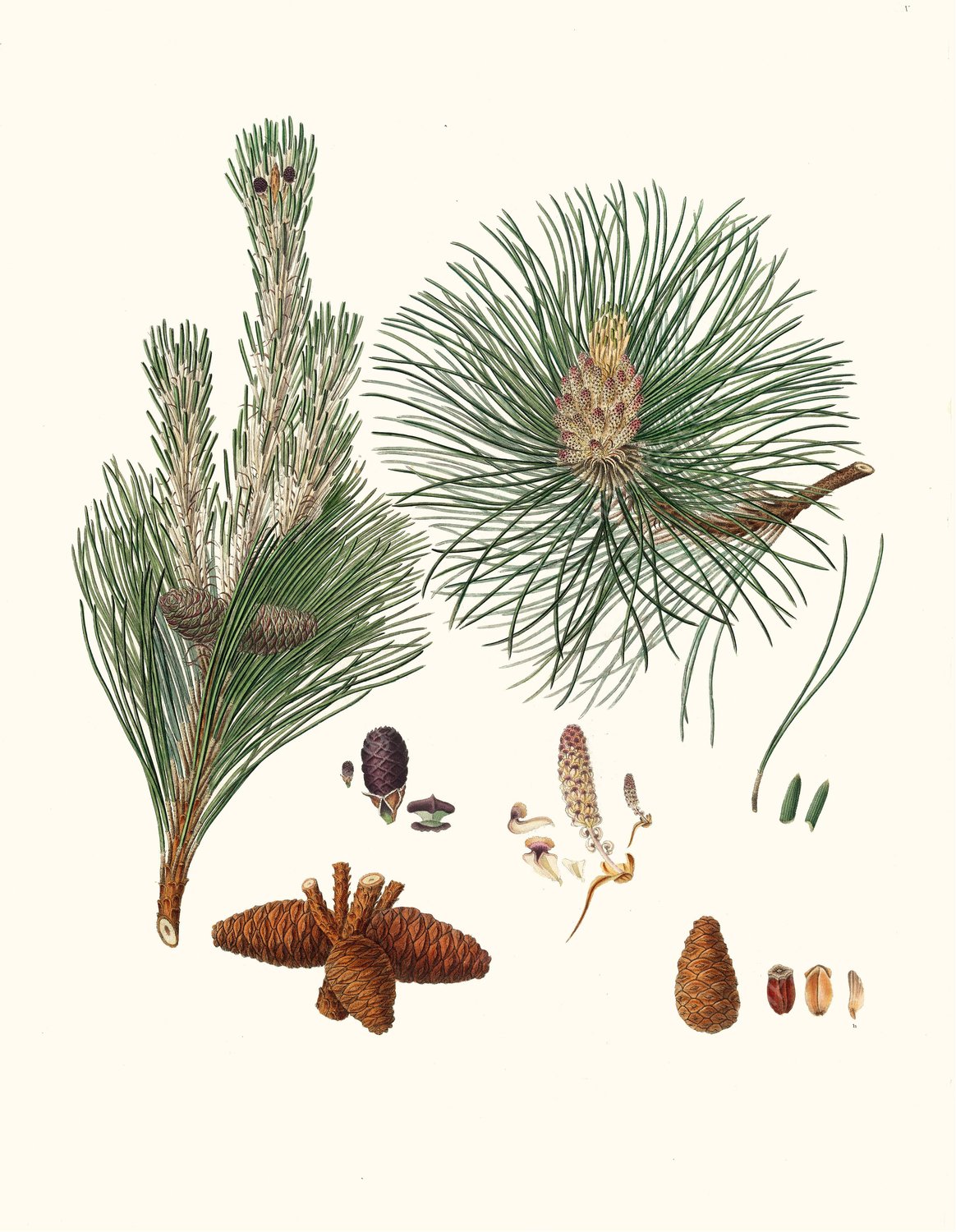 Pinus resinosa - Pitch pine  by Aylmer Bourke Lambert - Hand-Painted Oil Painting Reproduction