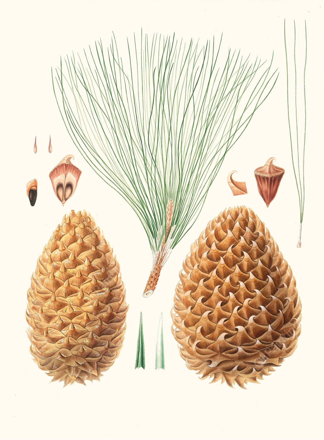 Pinus sabiniana - Great prickly-coned pine. (Digger pine)  by Aylmer Bourke Lambert - Hand-Painted Oil Painting Reproduction