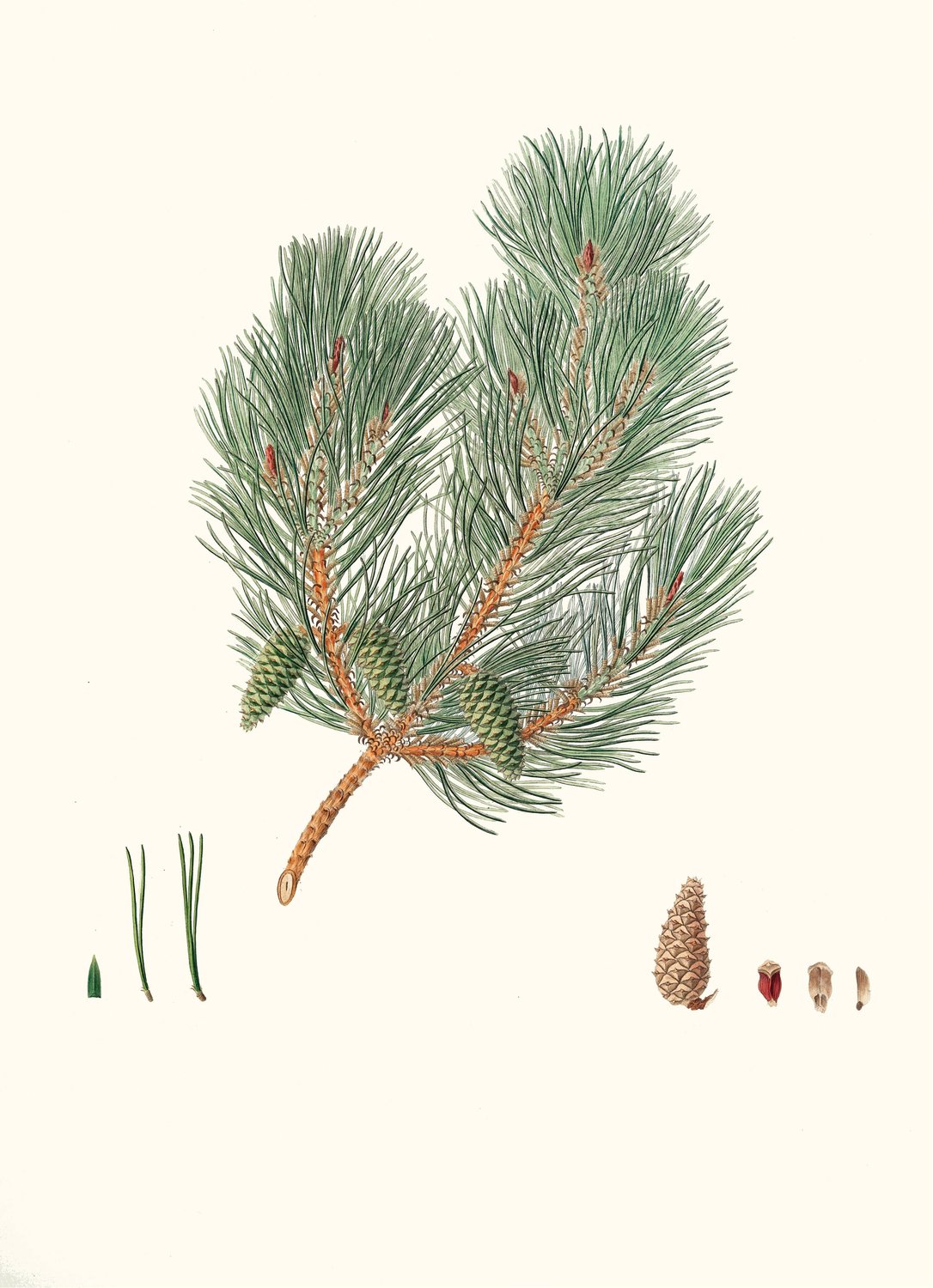 Pinus variablilis - Variable-leaved bastard pine  by Aylmer Bourke Lambert - Hand-Painted Oil Painting Reproduction
