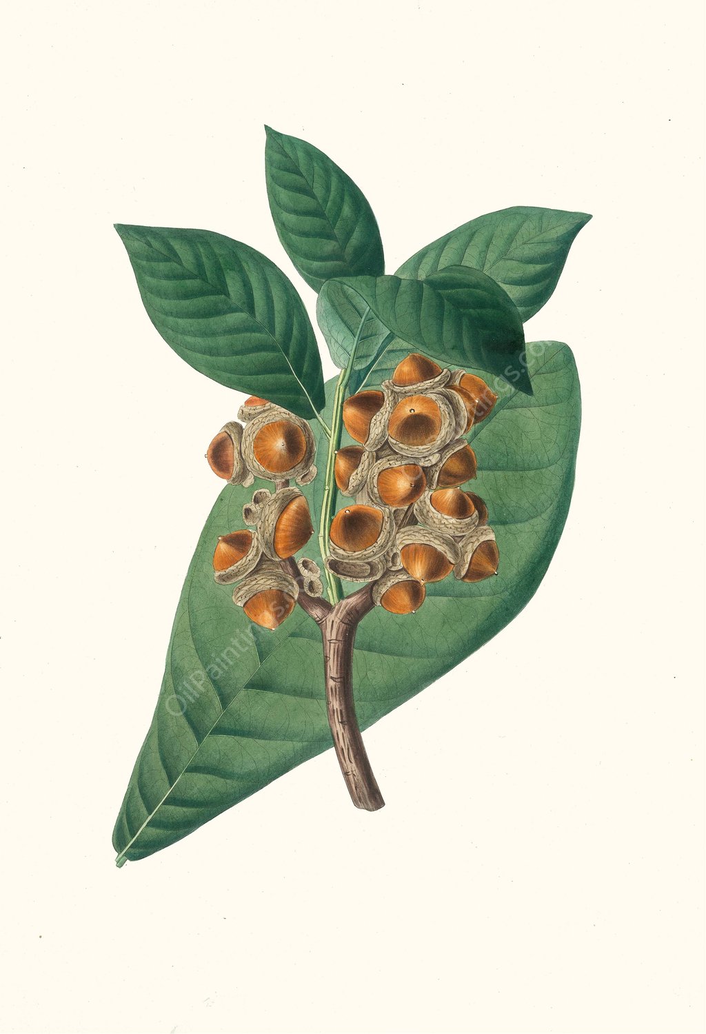 Quercus grandifolia - Magnolia-leaved oak by Aylmer Bourke Lambert - Hand-Painted Oil Painting Reproduction