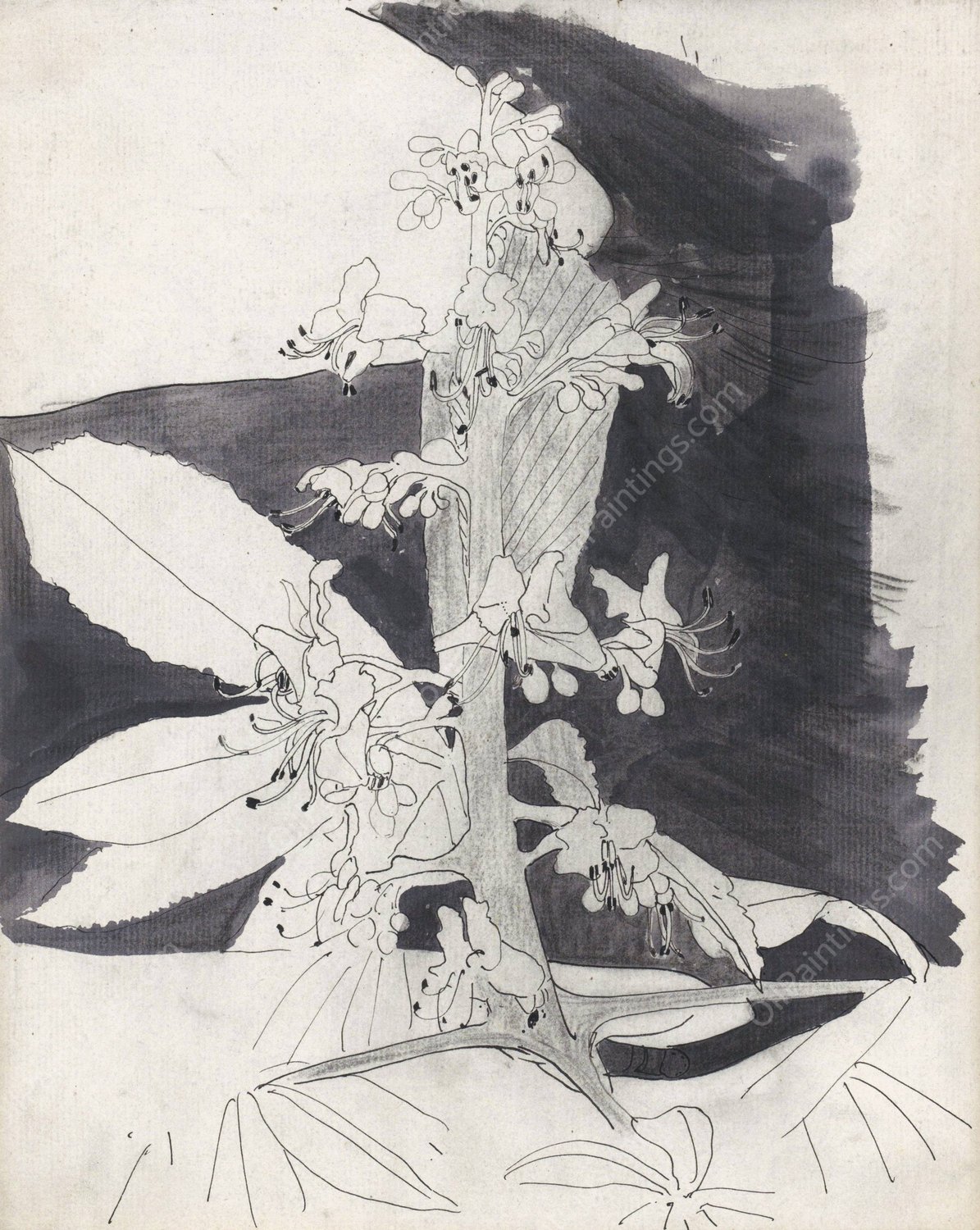 Plantstudie  by Carel Adolph Lion Cachet - Hand-Painted Oil Painting Reproduction