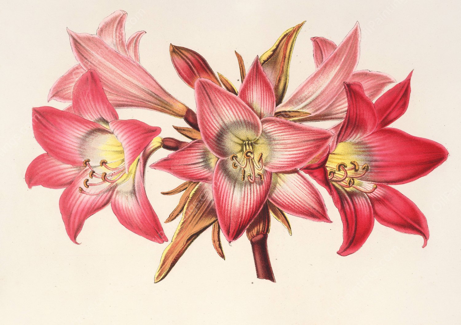 Amaryllis Belladonna  by Charles Antoine Lemaire - Hand-Painted Oil Painting Reproduction