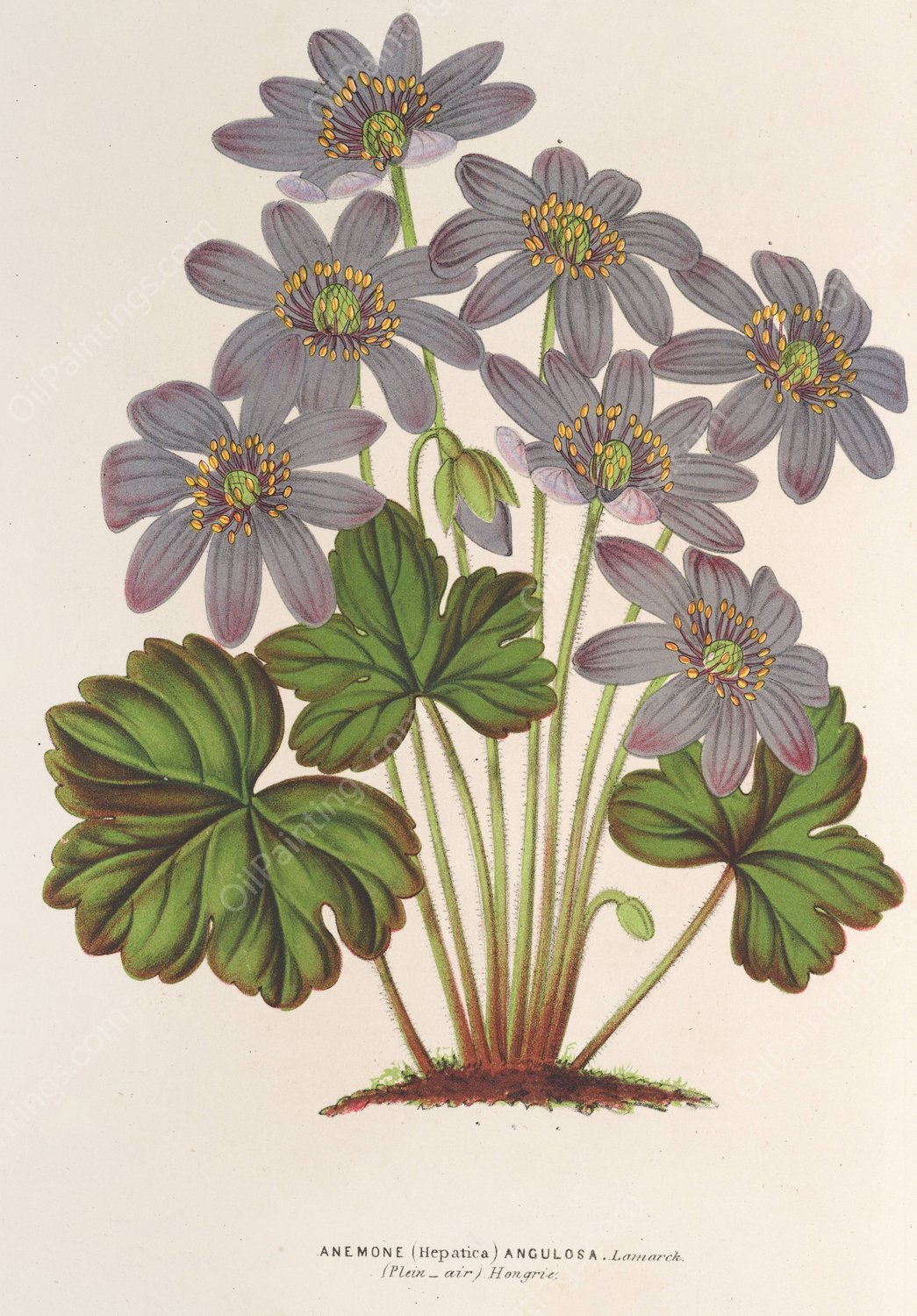 Anemone  by Charles Antoine Lemaire - Hand-Painted Oil Painting Reproduction