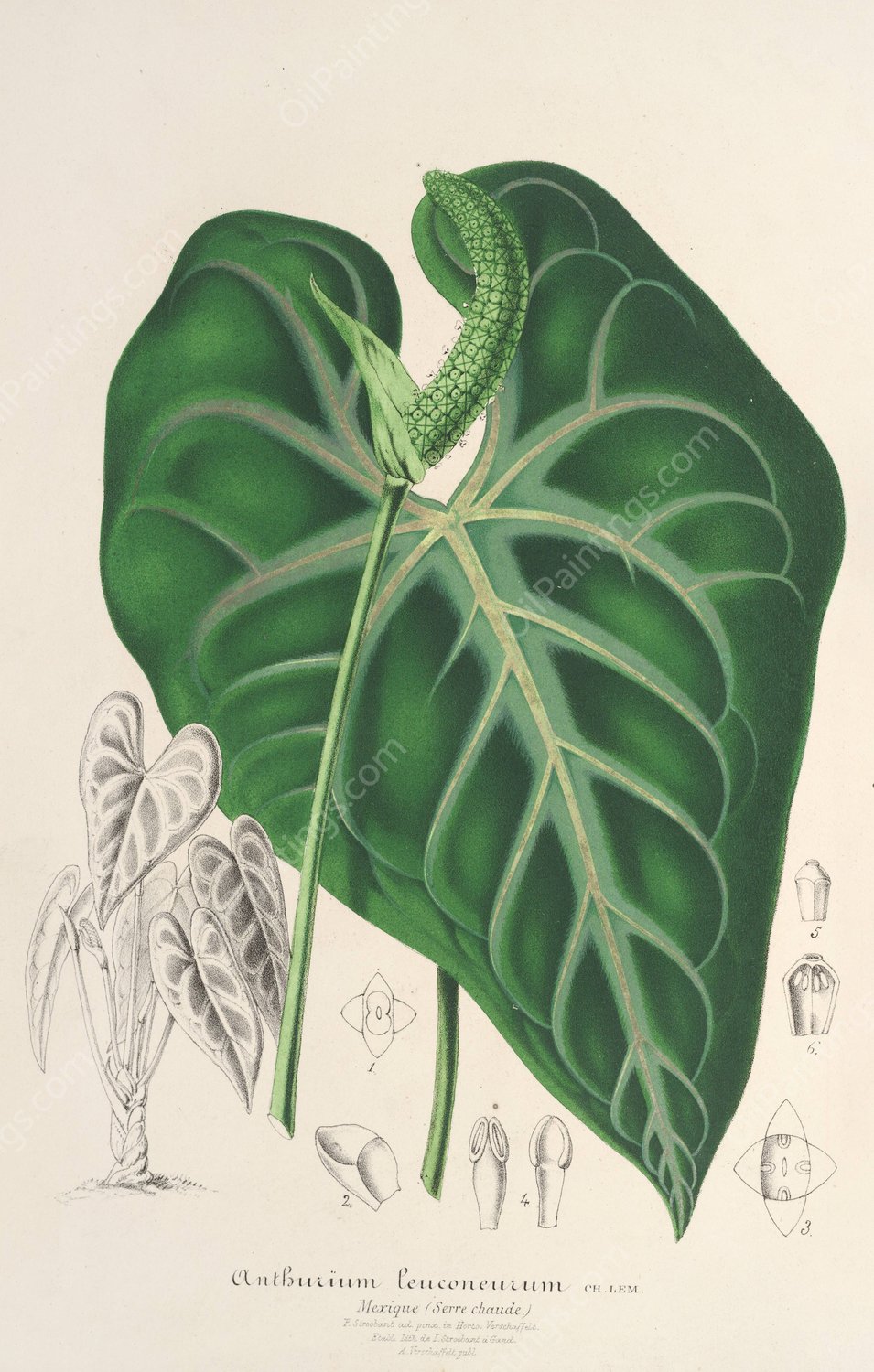 Anthurium leuconeurum  by Charles Antoine Lemaire - Hand-Painted Oil Painting Reproduction