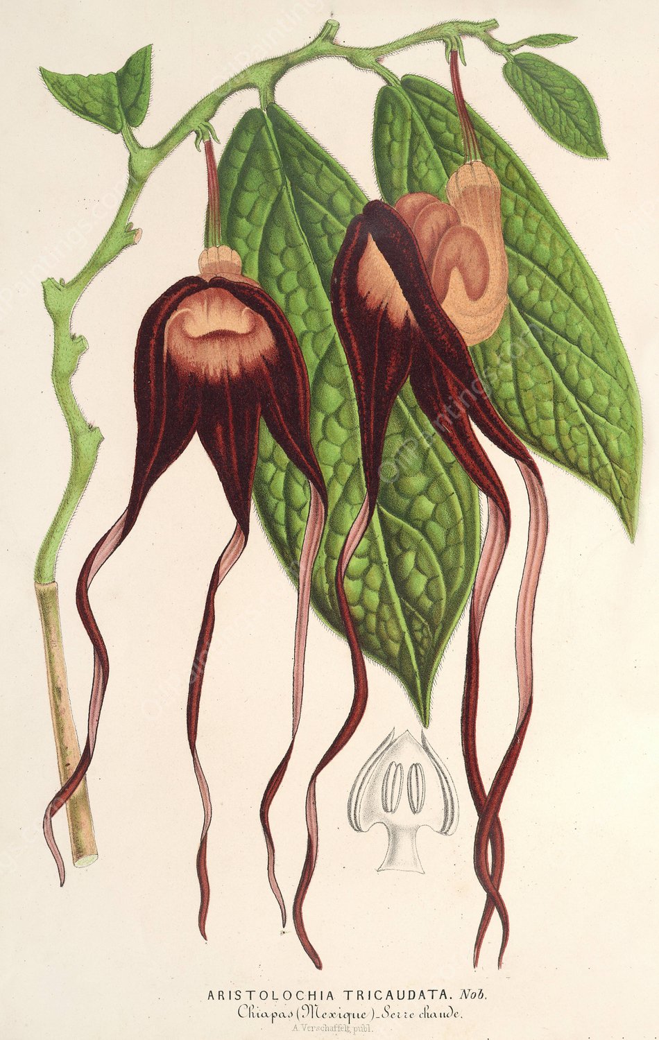 Aristolochia tricaudata  by Charles Antoine Lemaire - Hand-Painted Oil Painting Reproduction