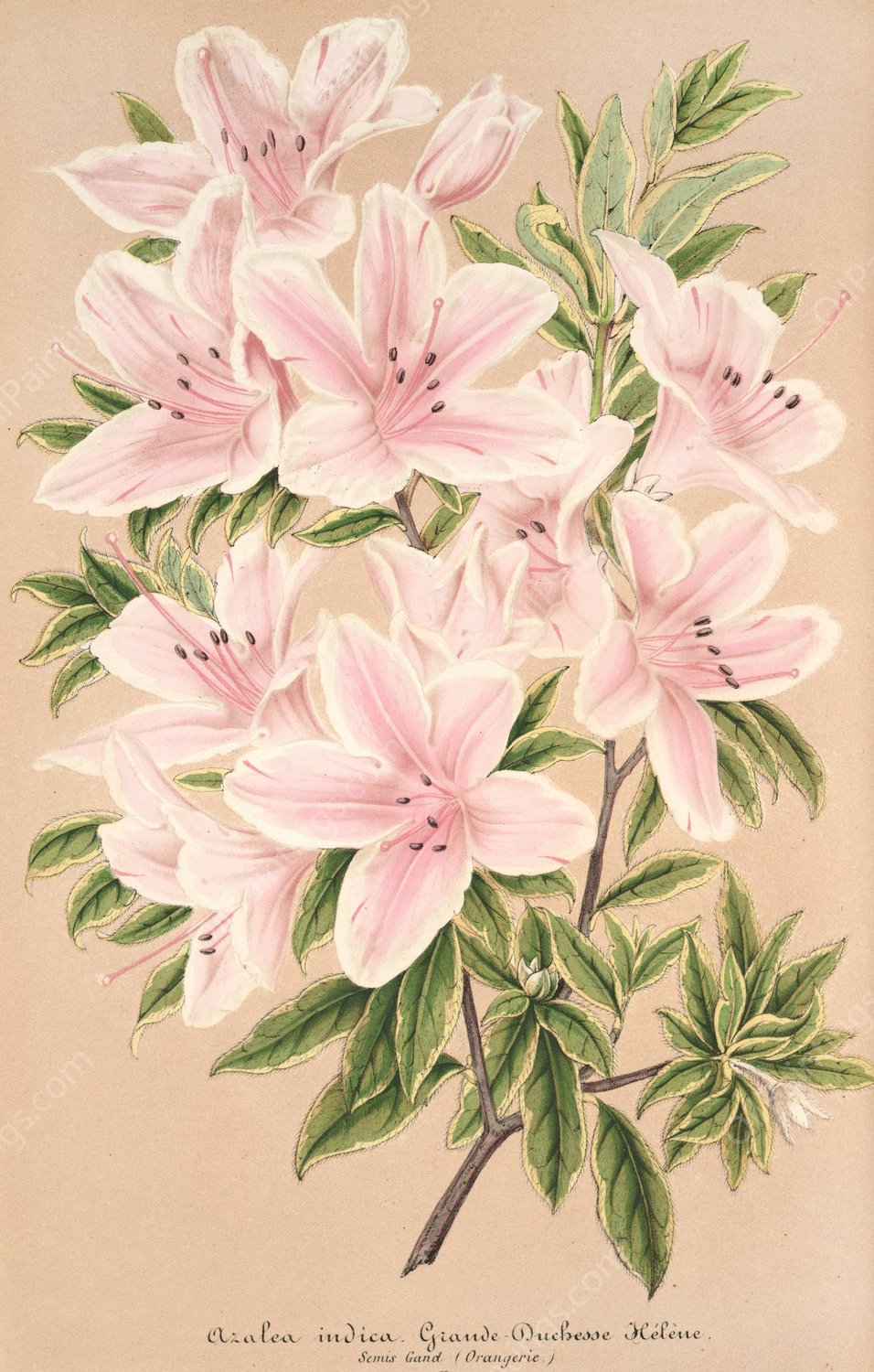 Azalea indica Grande Duchesse Helene  by Charles Antoine Lemaire - Hand-Painted Oil Painting Reproduction