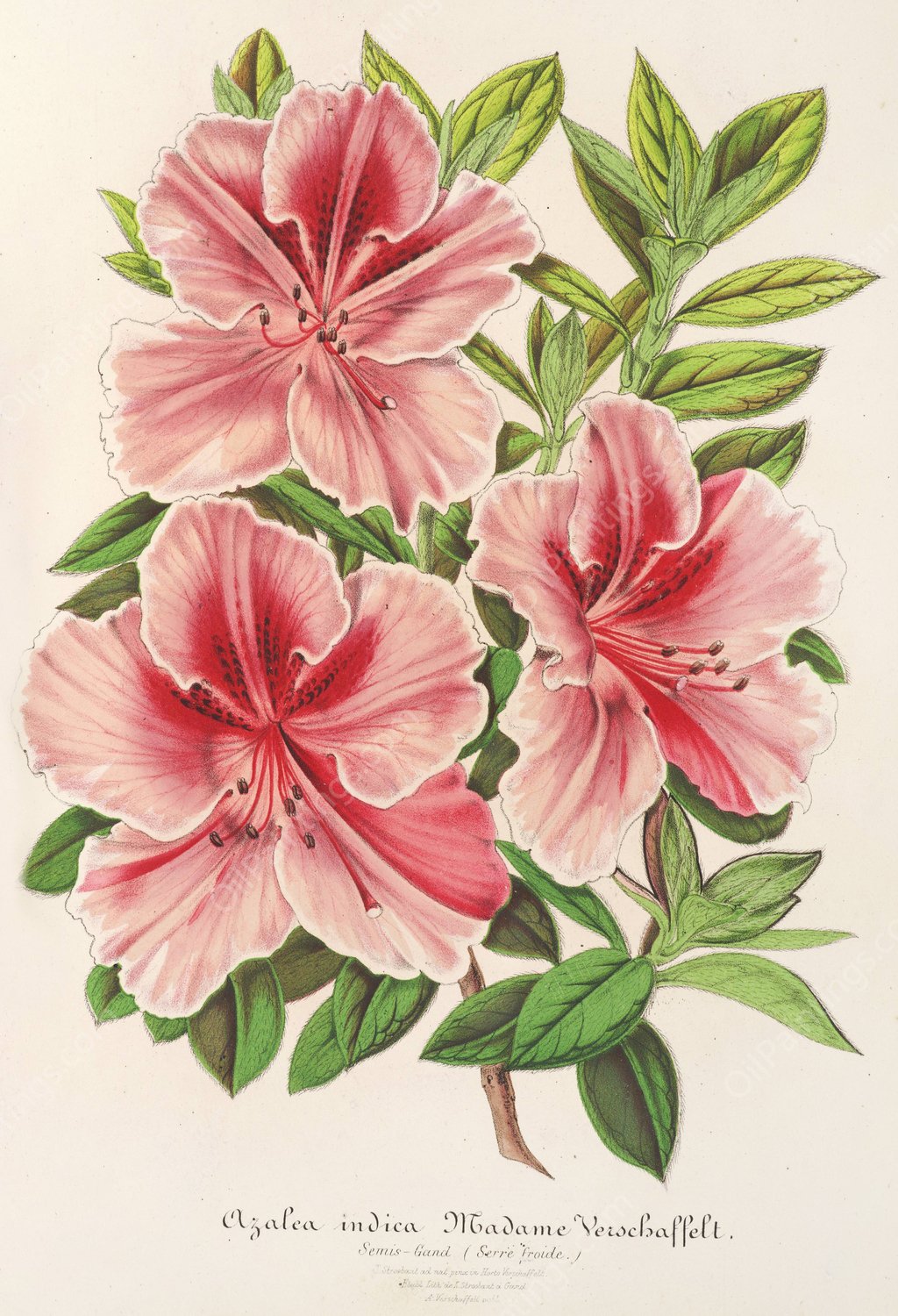 Azalea indica  by Charles Antoine Lemaire - Hand-Painted Oil Painting Reproduction
