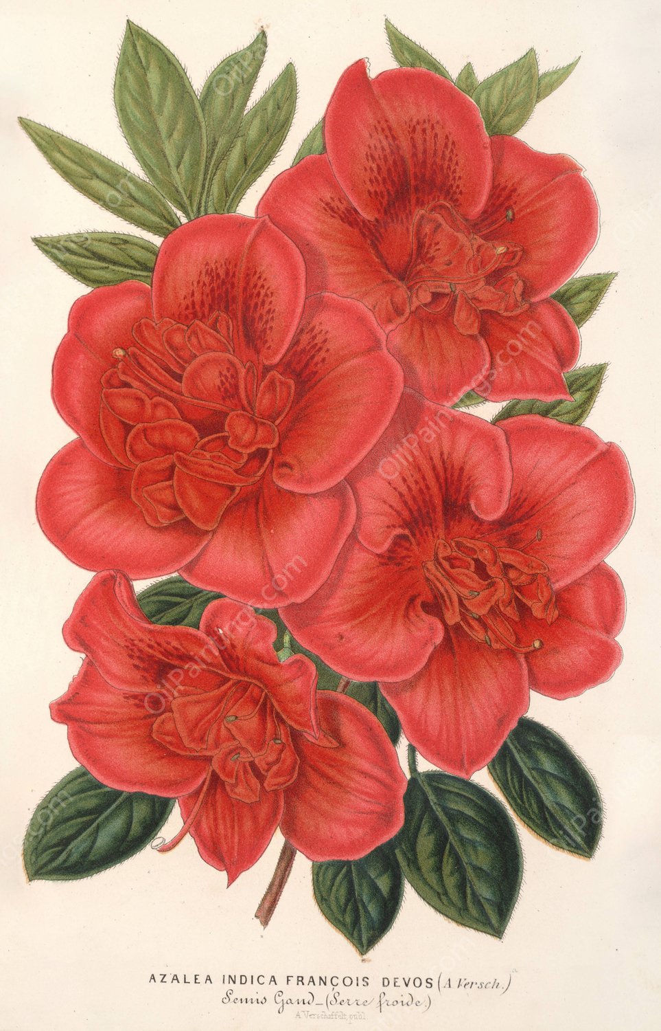 Azalea  by Charles Antoine Lemaire - Hand-Painted Oil Painting Reproduction