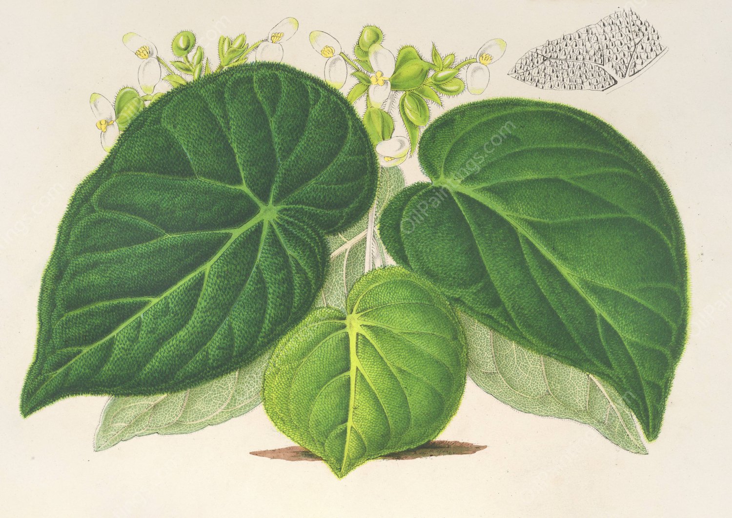 Begonia imperialis  by Charles Antoine Lemaire - Hand-Painted Oil Painting Reproduction