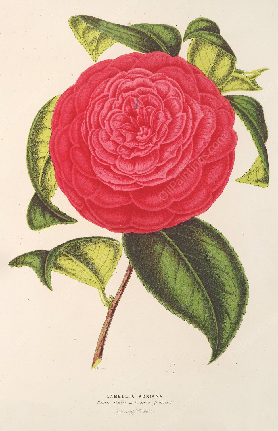 Camellia Adriana  by Charles Antoine Lemaire - Hand-Painted Oil Painting Reproduction