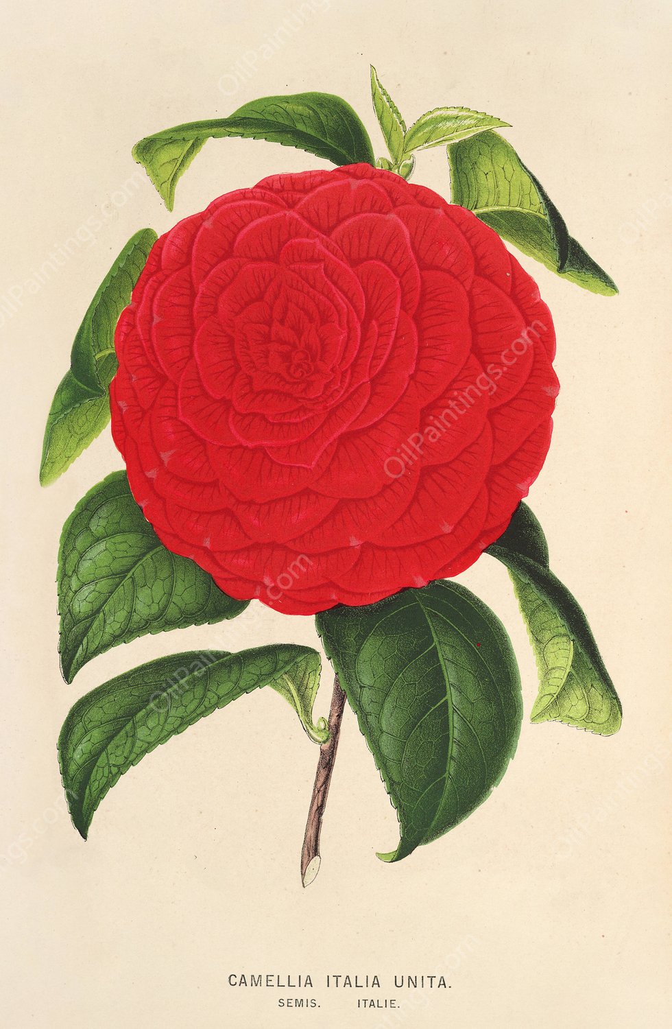 Camellia Italia unita  by Charles Antoine Lemaire - Hand-Painted Oil Painting Reproduction