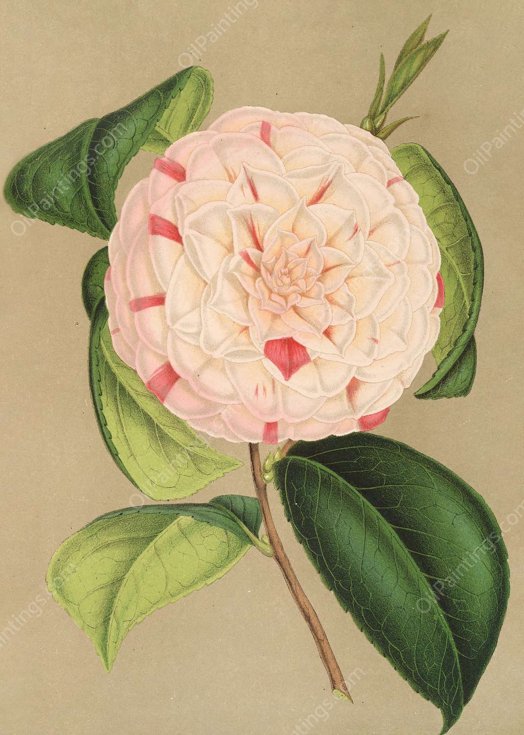 Camellia Luisa Bartoloni  by Charles Antoine Lemaire - Hand-Painted Oil Painting Reproduction