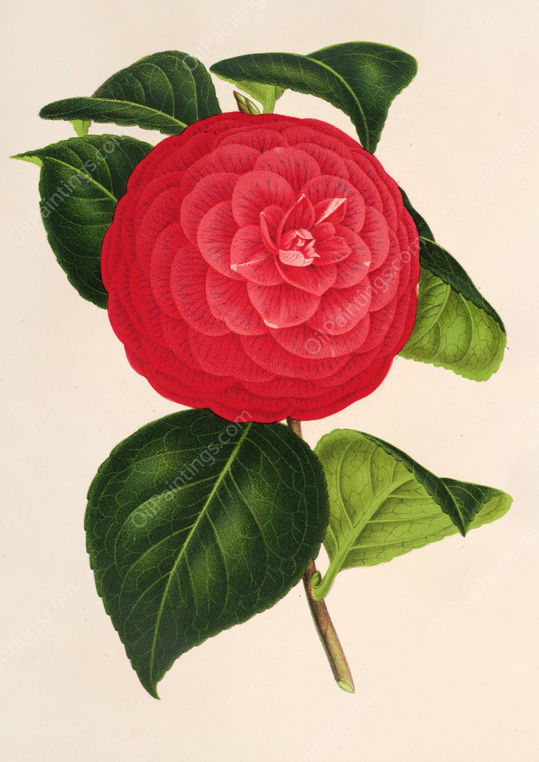 Camellia Marchesa Davia  by Charles Antoine Lemaire - Hand-Painted Oil Painting Reproduction