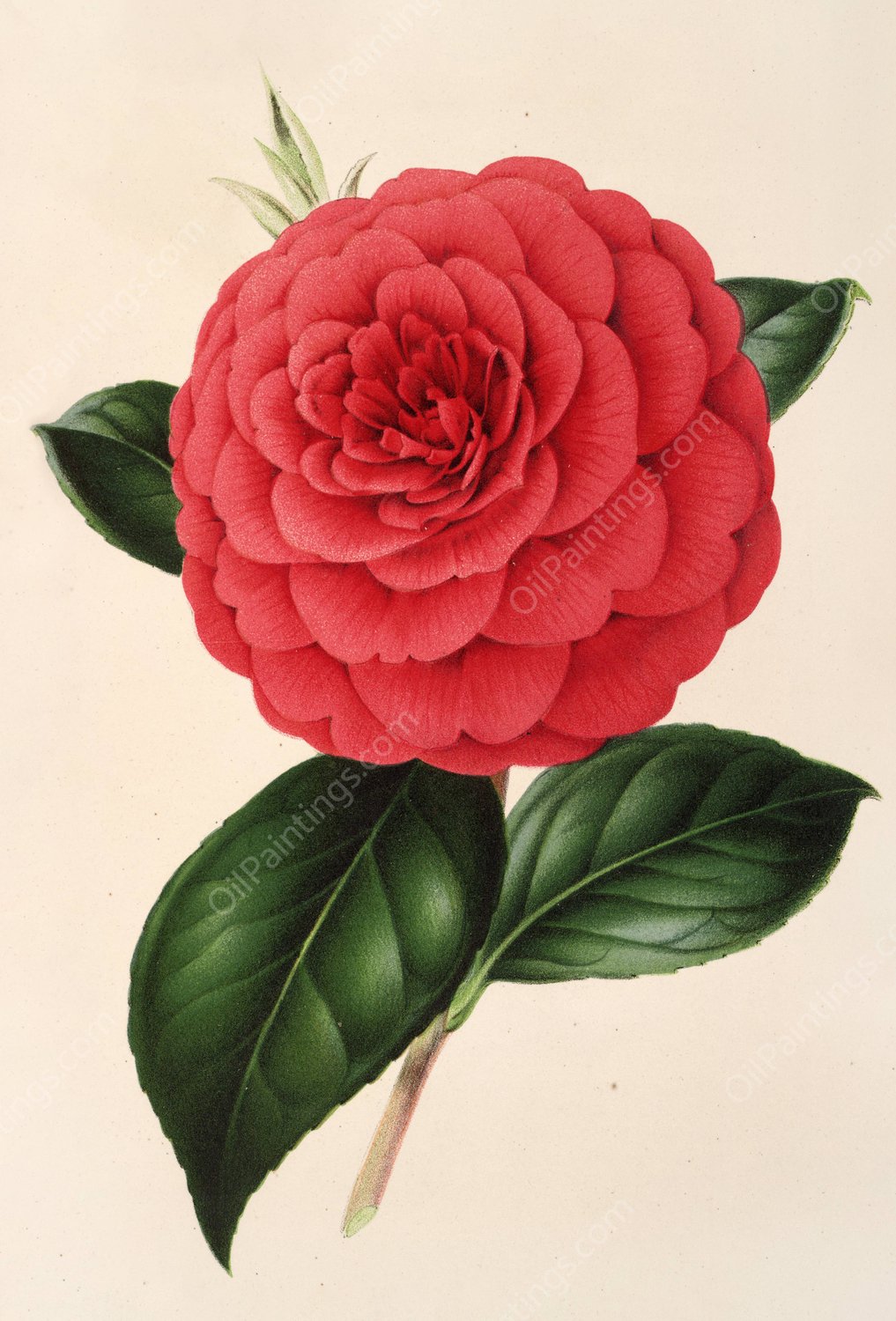 Camellia Poldina Vanturi  by Charles Antoine Lemaire - Hand-Painted Oil Painting Reproduction